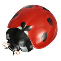 Coccinelle